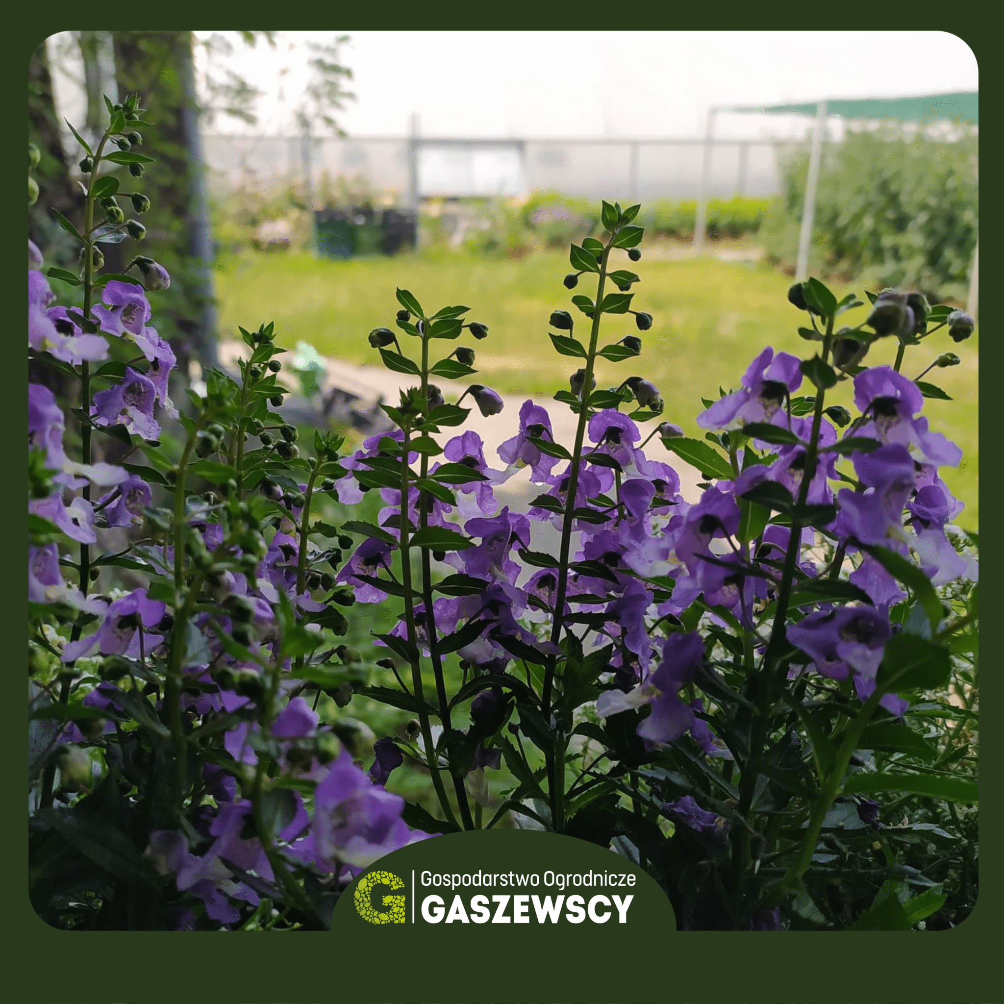Angelonia