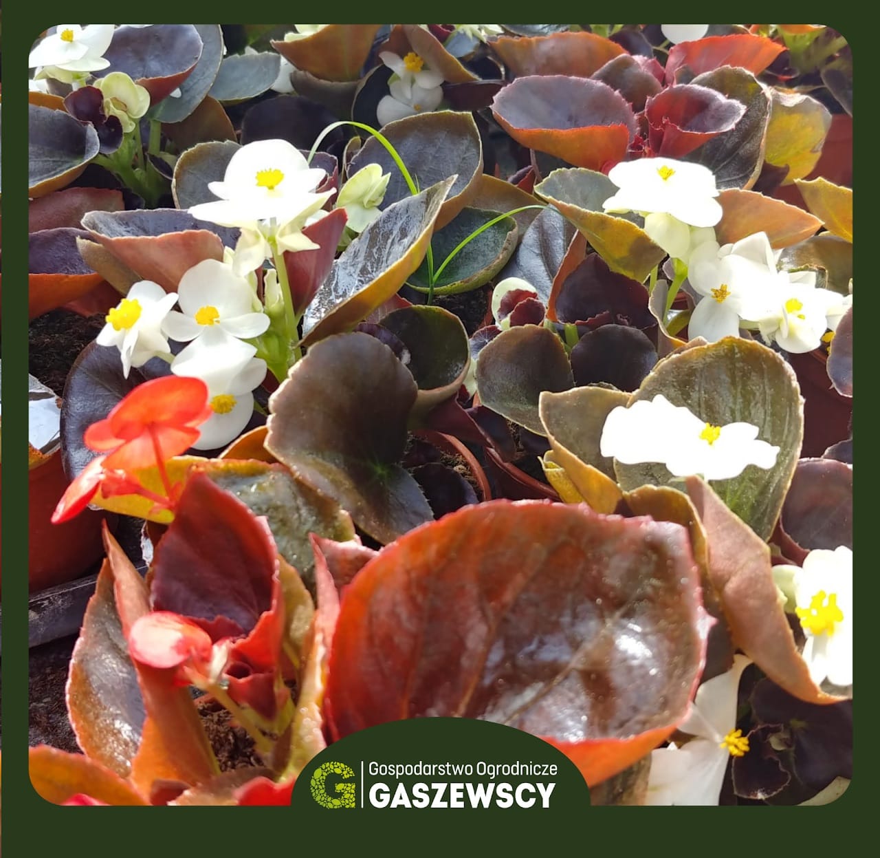 Begonia stale kwitnąca