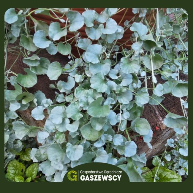 Dichondra srebrzysta