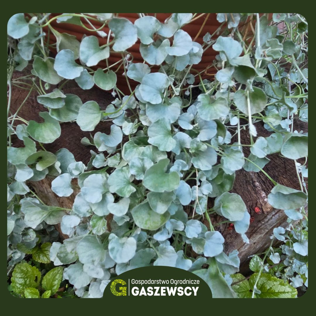 Dichondra srebrzysta