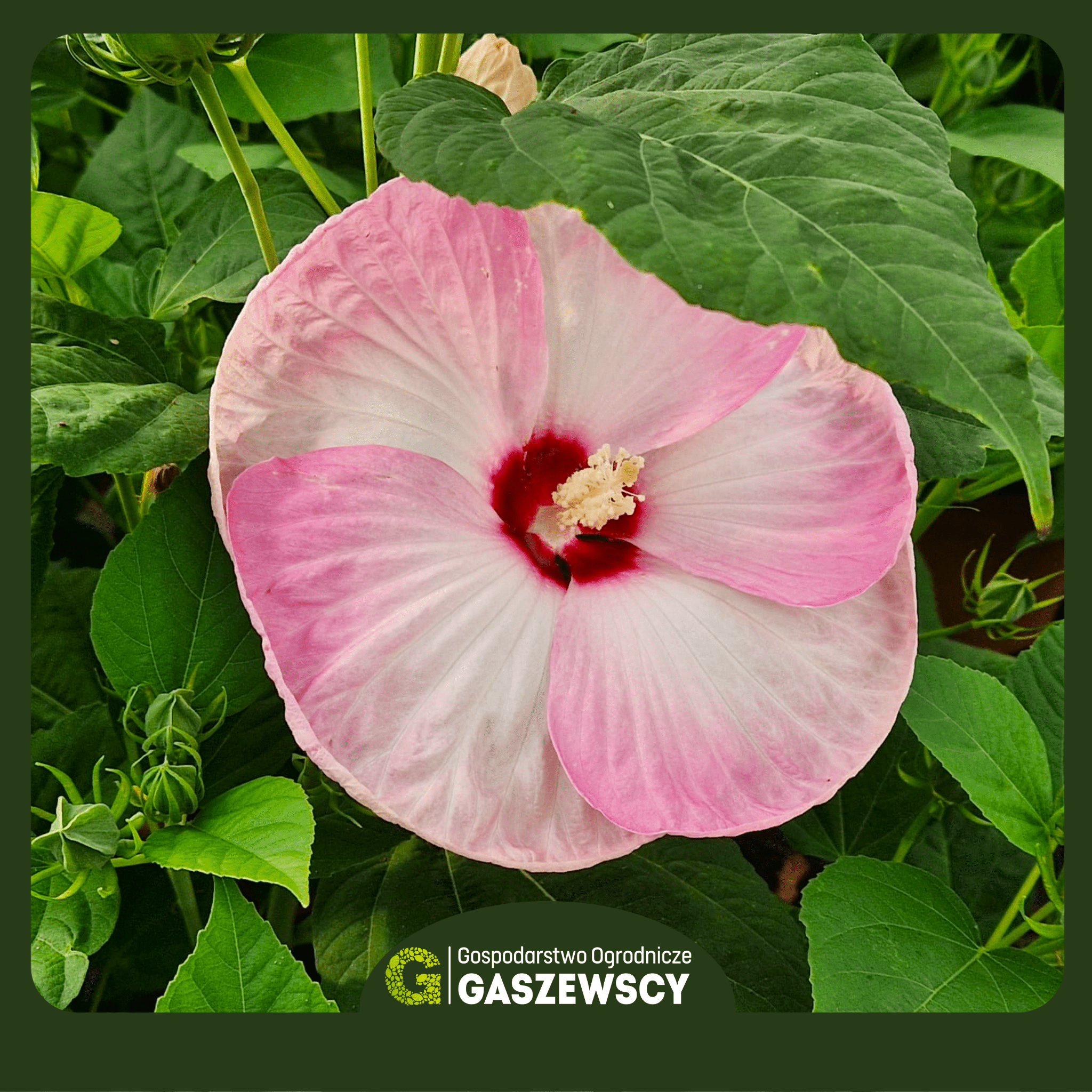 Hibiskus