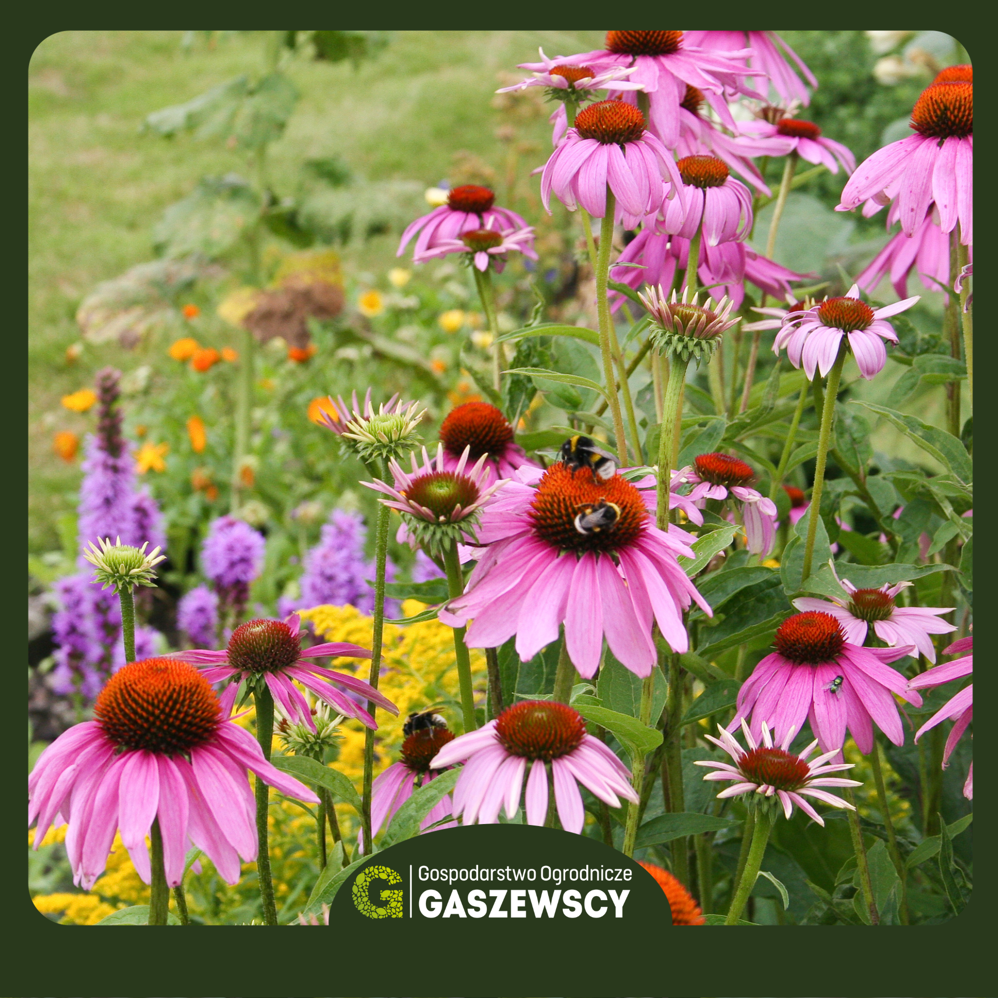 Jeżówka - Echinacea