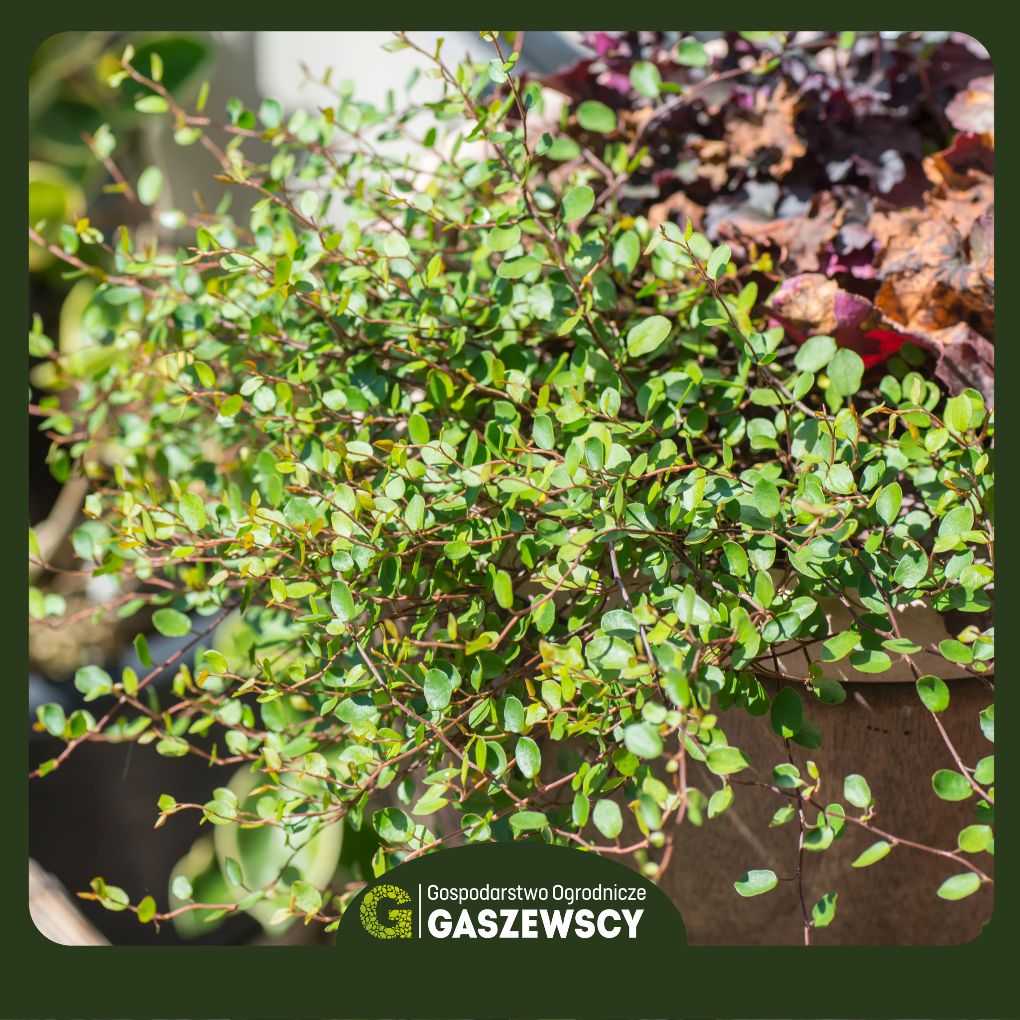 Muehlenbeckia