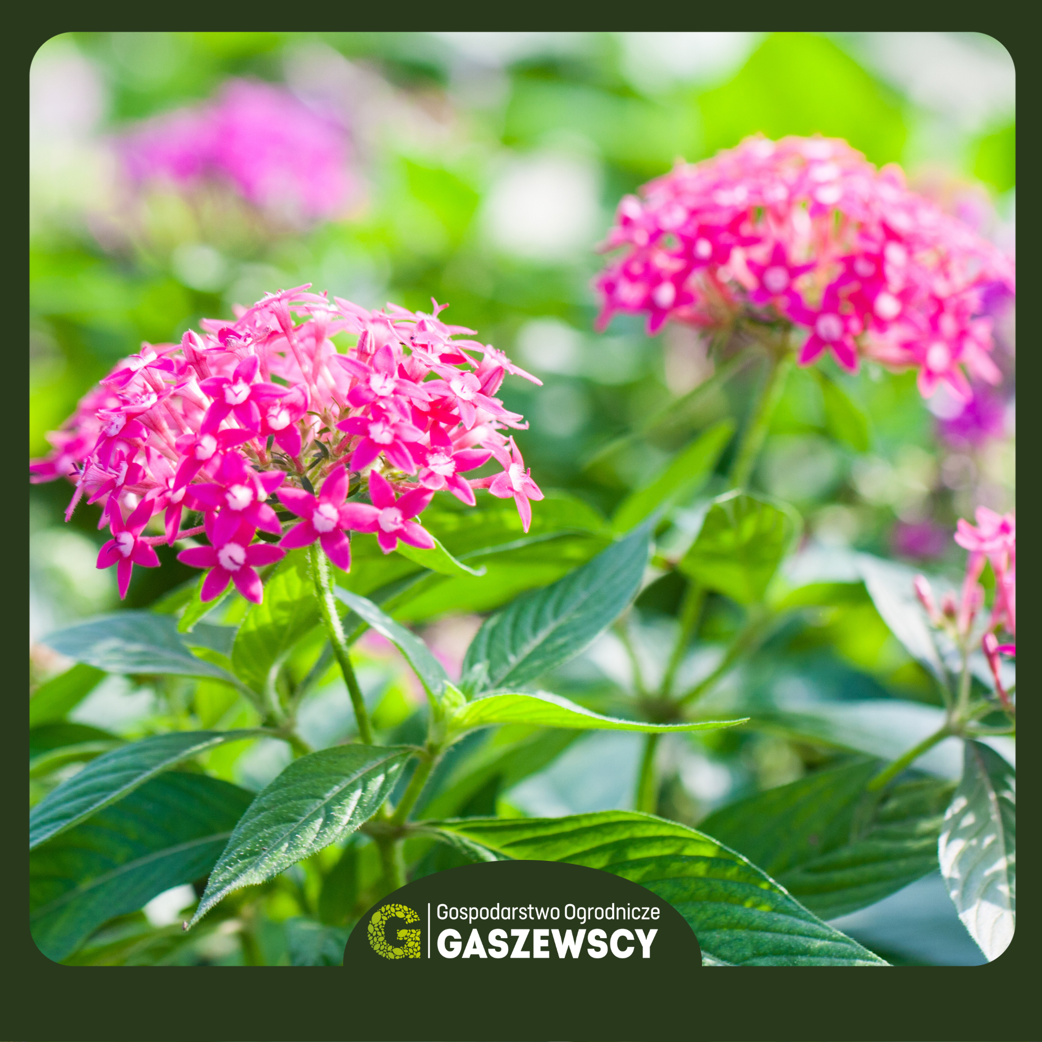 Pentas