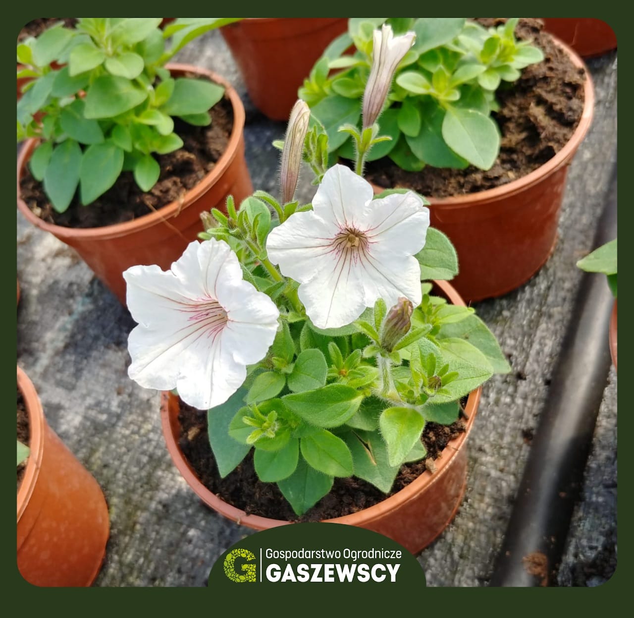 Supertunia