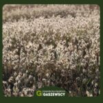 Dmuszek jajowaty, bunny tails