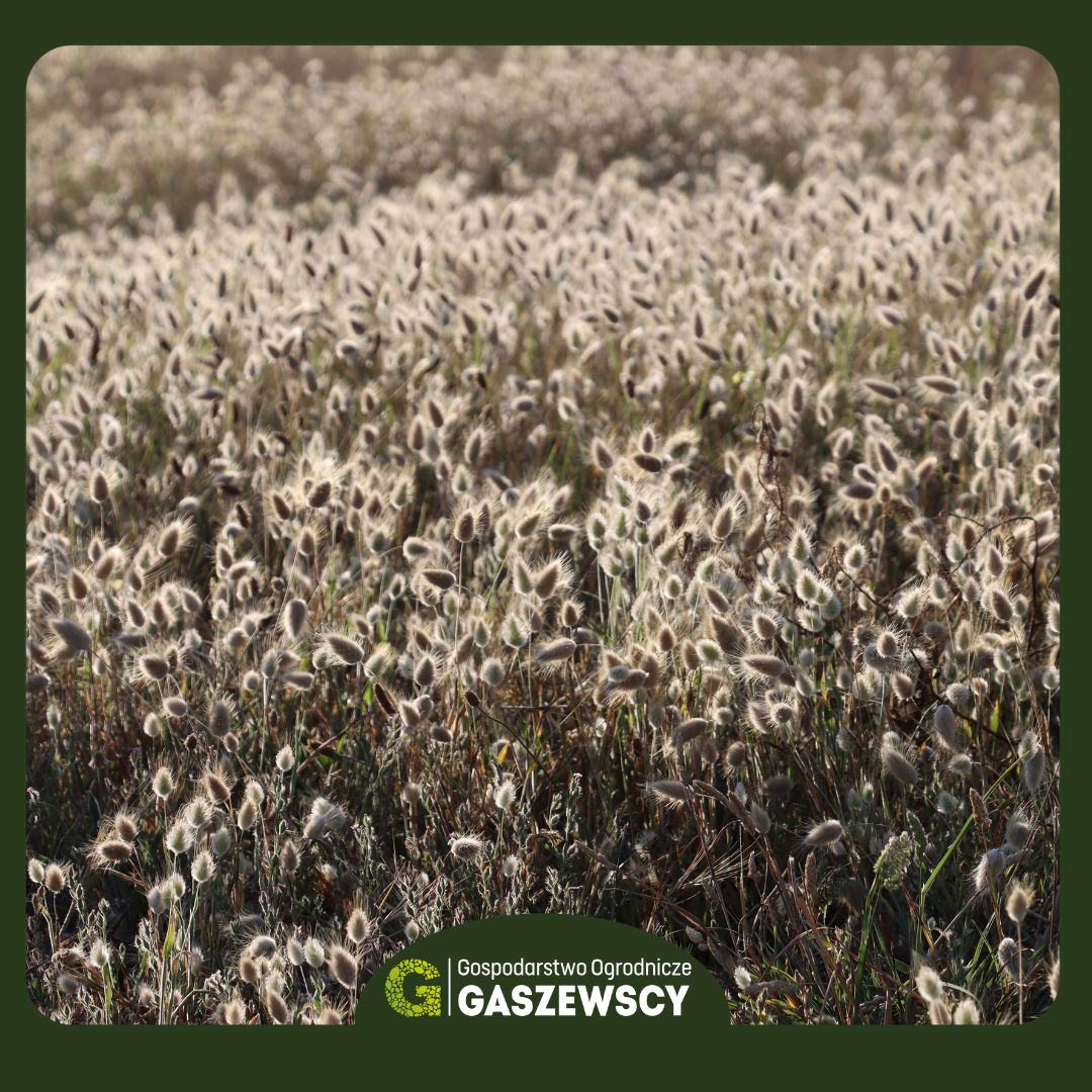 Dmuszek jajowaty, bunny tails