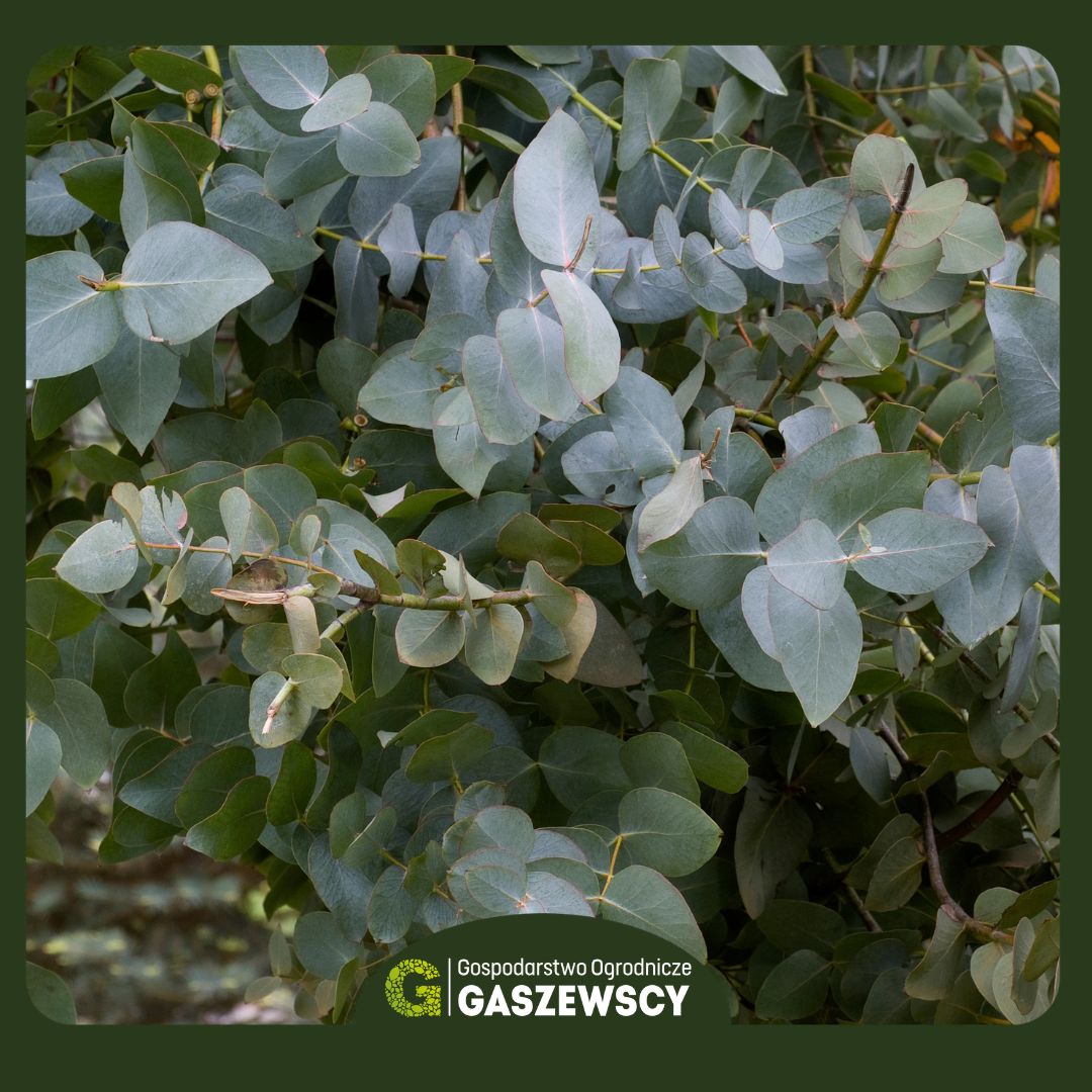 Eukaliptus popielaty