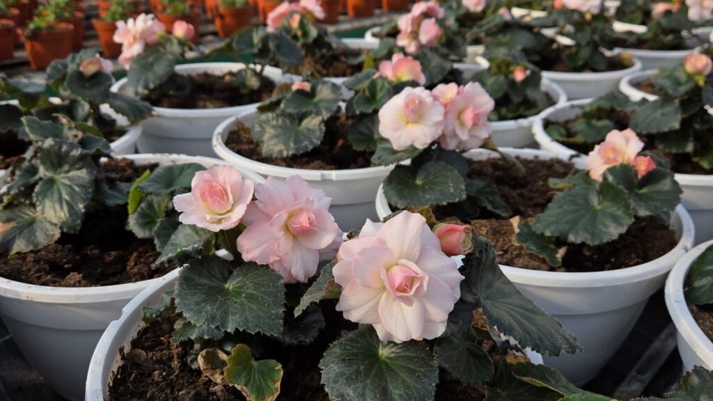 Nowości 2026 kwiaty ogrodowe