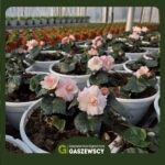 Nowości 2026 kwiaty ogrodowe