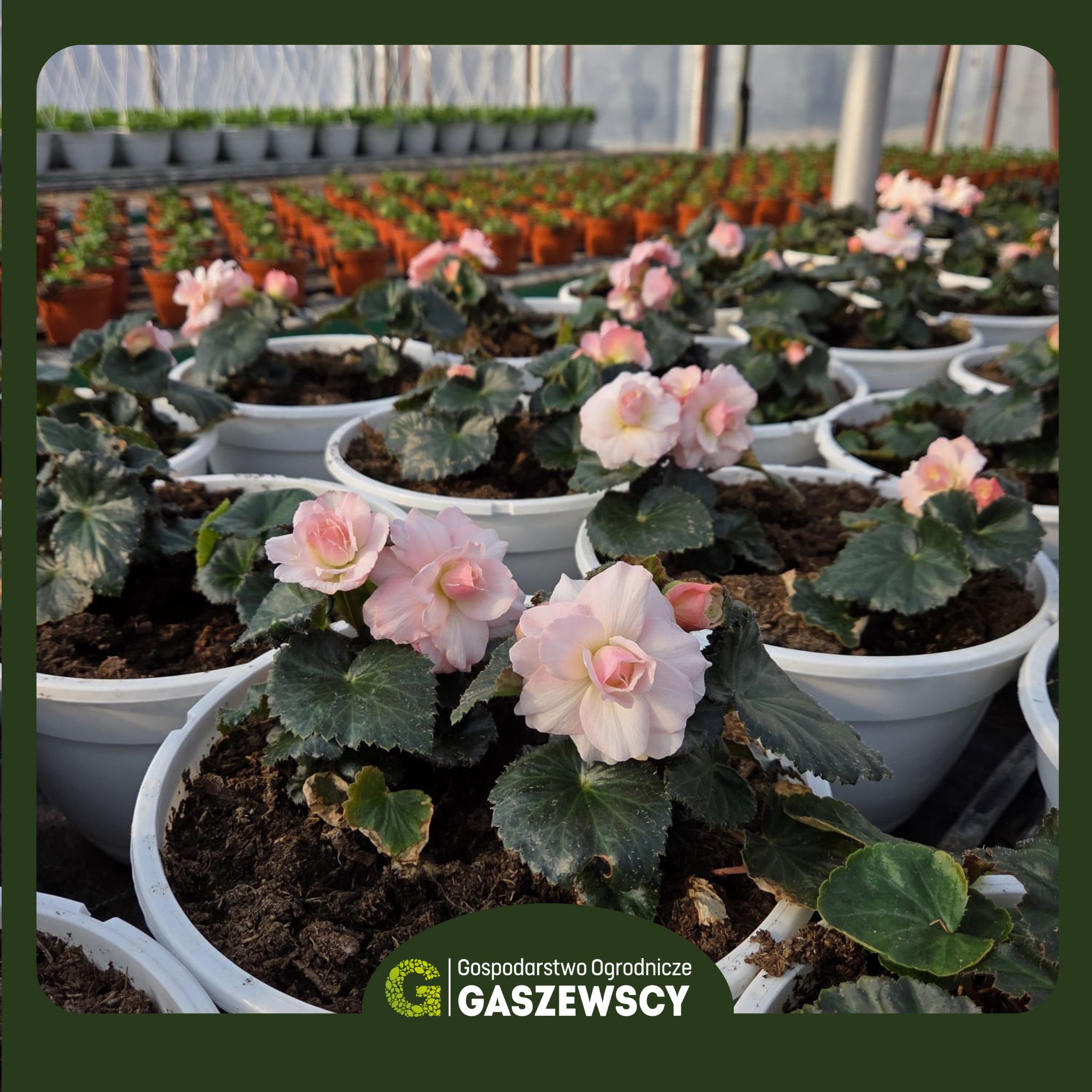 Nowości 2026 kwiaty ogrodowe