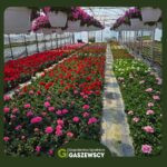 rośliny które kwitną od wiosny do jesieni - pelargonie
