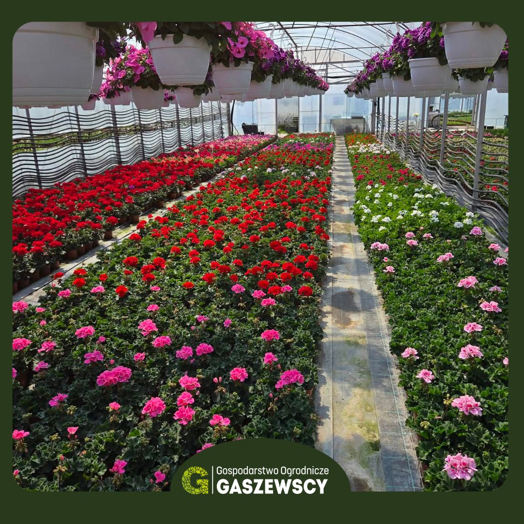 rośliny które kwitną od wiosny do jesieni - pelargonie