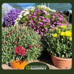 Chryzantemy Milanówek – Gospodarstwo Gaszewscy