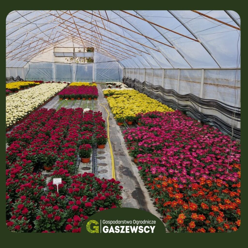 Chryzantemy Milanówek – Gospodarstwo Gaszewscy