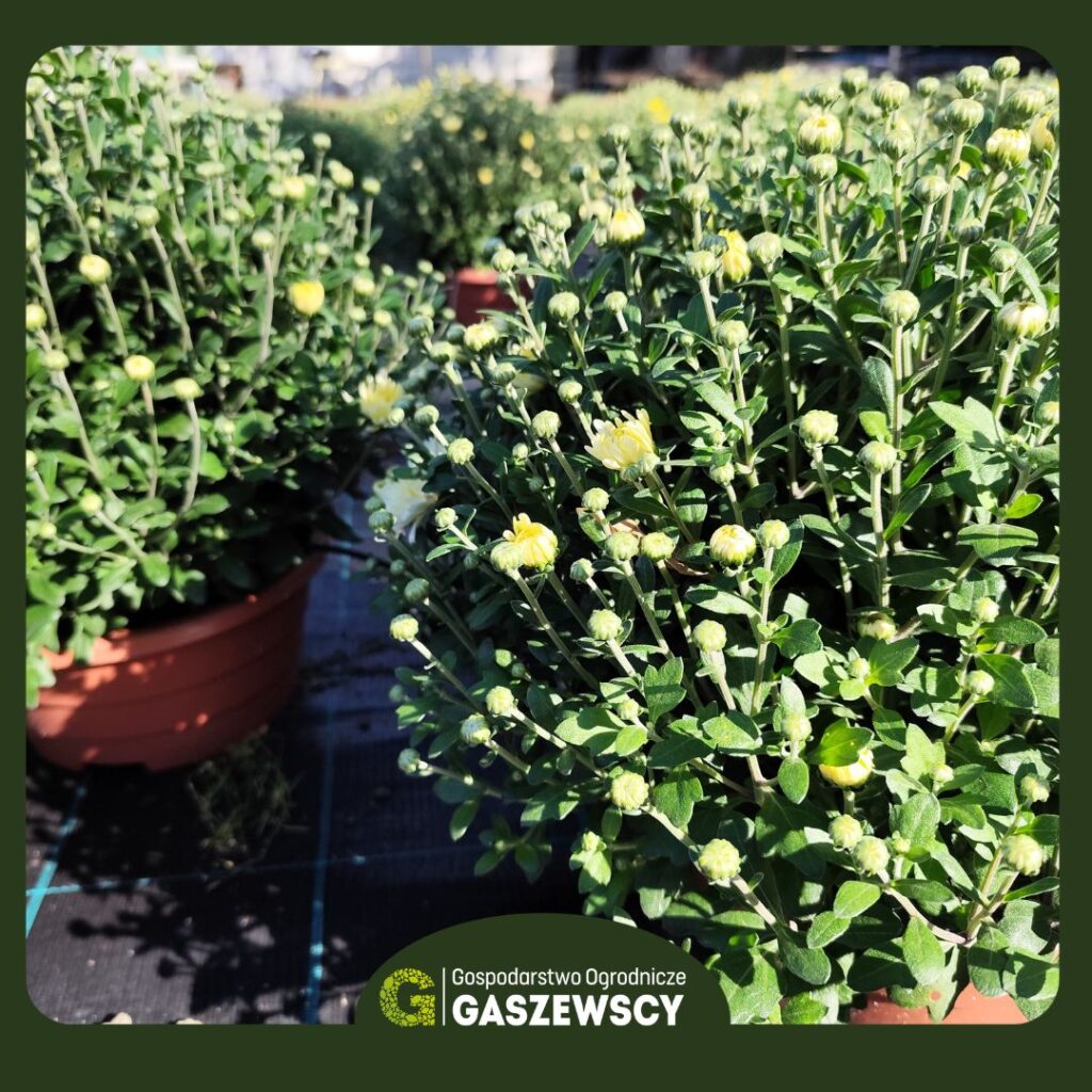 Chryzantemy Milanówek – Gospodarstwo Gaszewscy