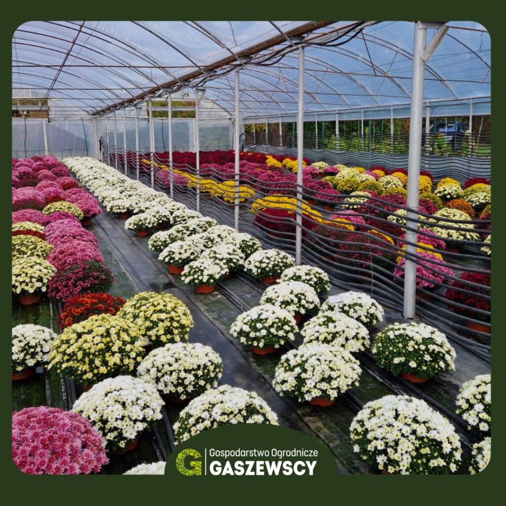 Chryzantemy Milanówek – Gospodarstwo Gaszewscy