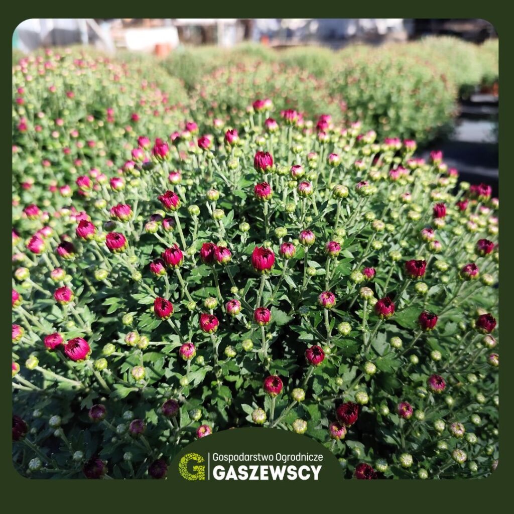 Chryzantemy Milanówek – Gospodarstwo Gaszewscy