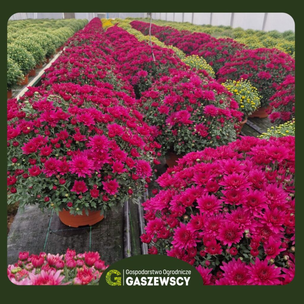 Chryzantemy Milanówek – Gospodarstwo Gaszewscy