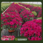 Chryzantemy na cmentarz Milanówek – Gospodarstwo Gaszewscy