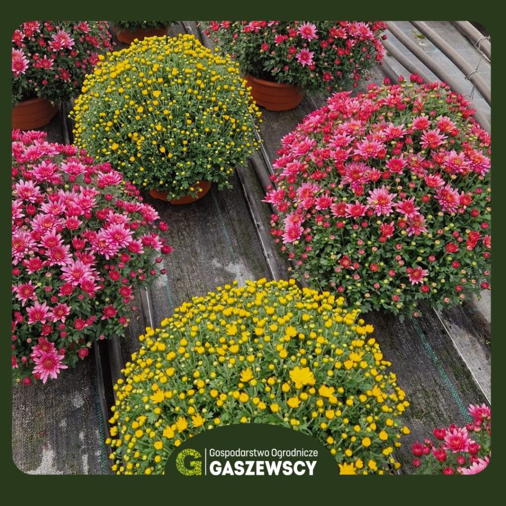 Chryzantemy Milanówek – Gospodarstwo Gaszewscy