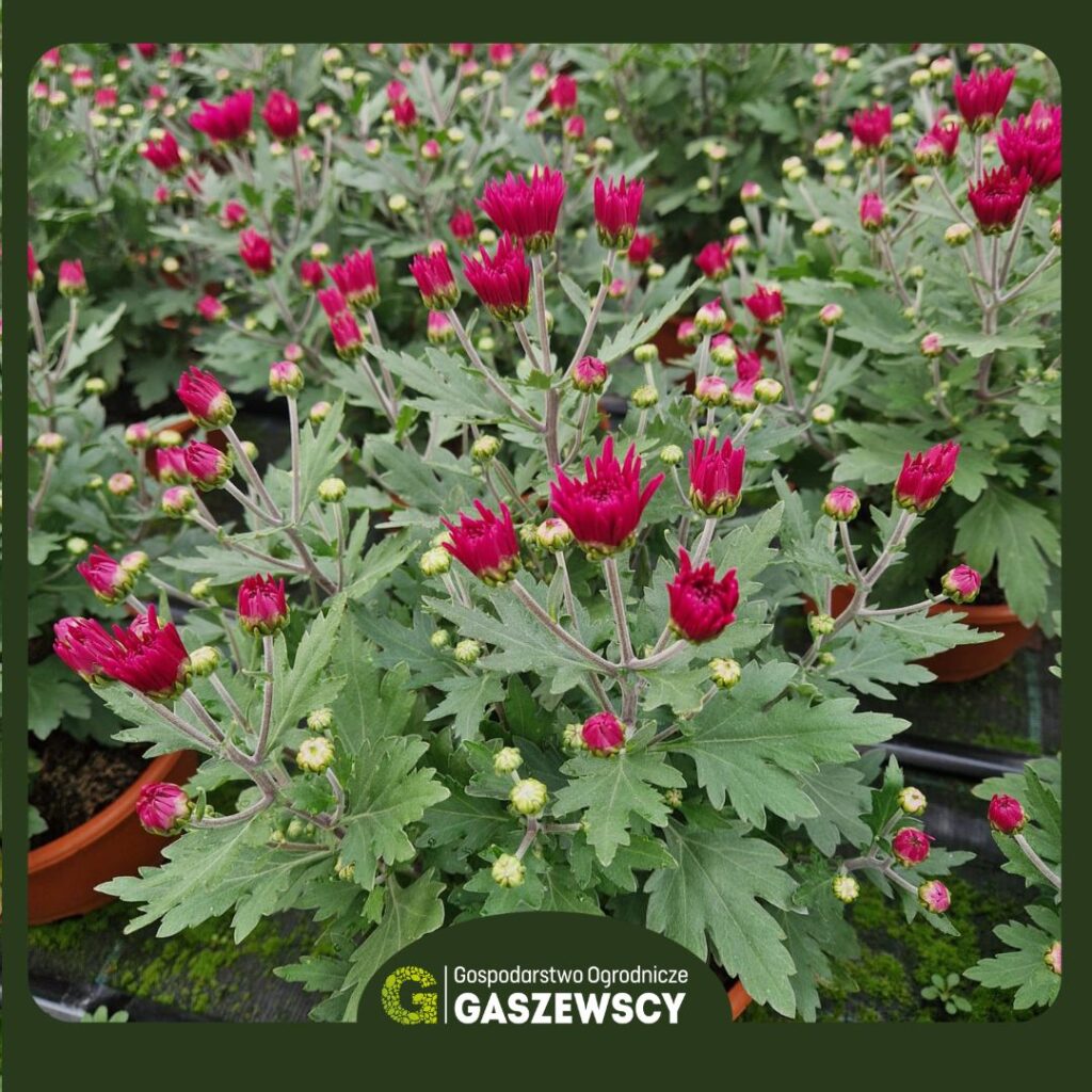 Chryzantemy Milanówek – Gospodarstwo Gaszewscy