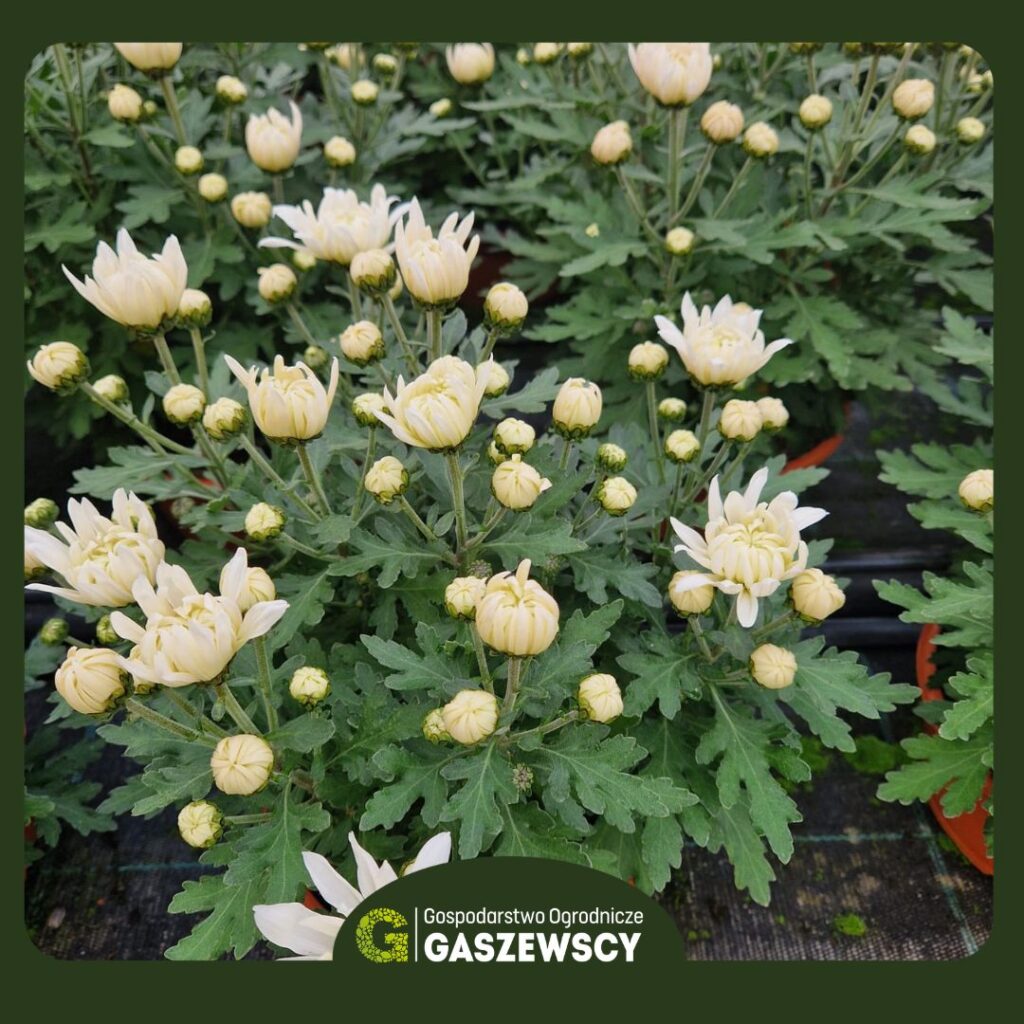 Chryzantemy Milanówek – Gospodarstwo Gaszewscy