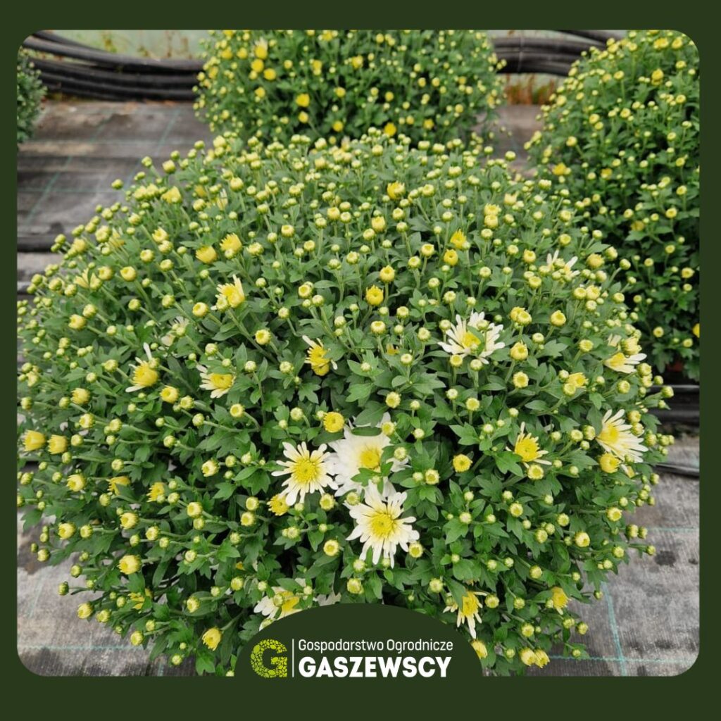 Chryzantemy Milanówek – Gospodarstwo Gaszewscy