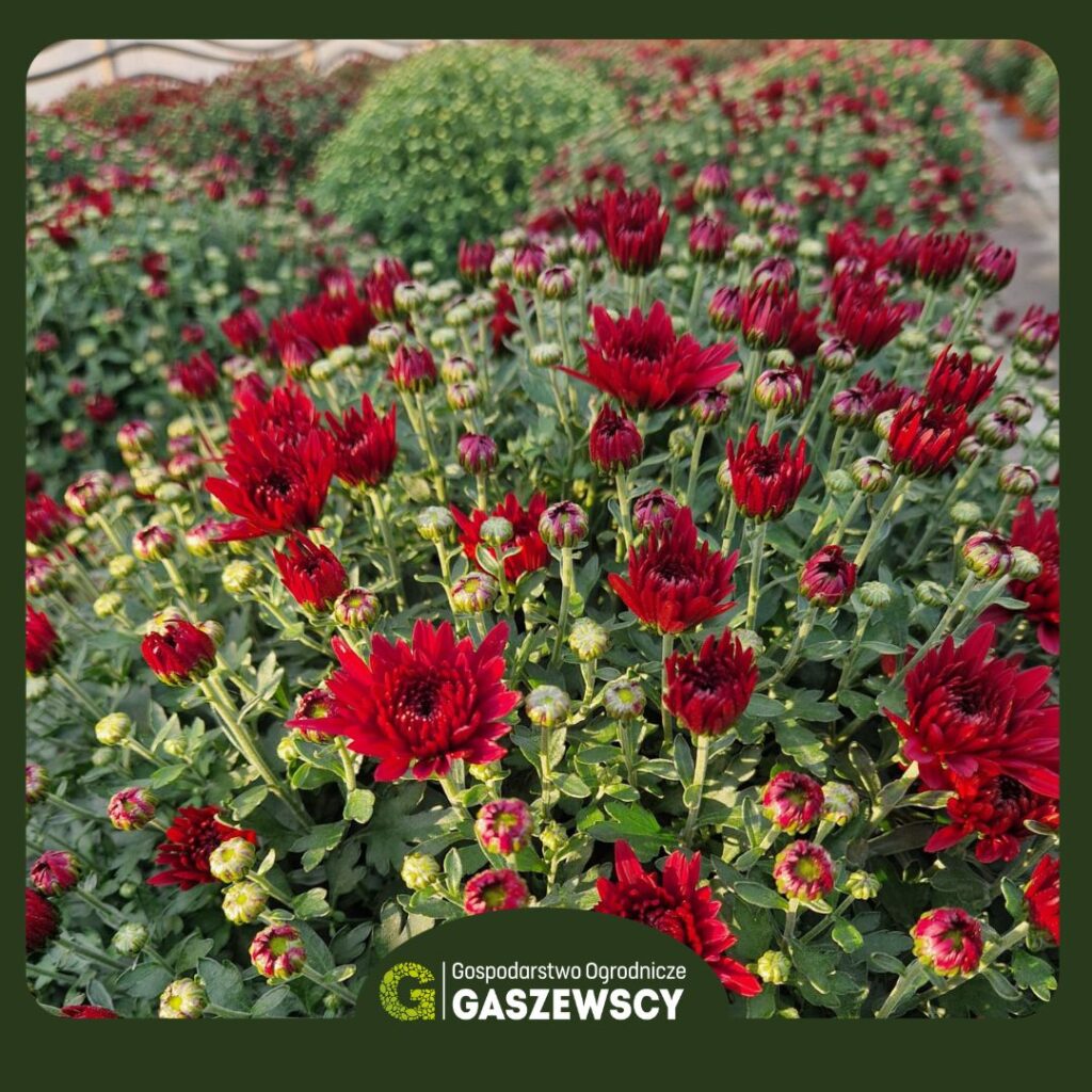 Chryzantemy Milanówek – Gospodarstwo Gaszewscy