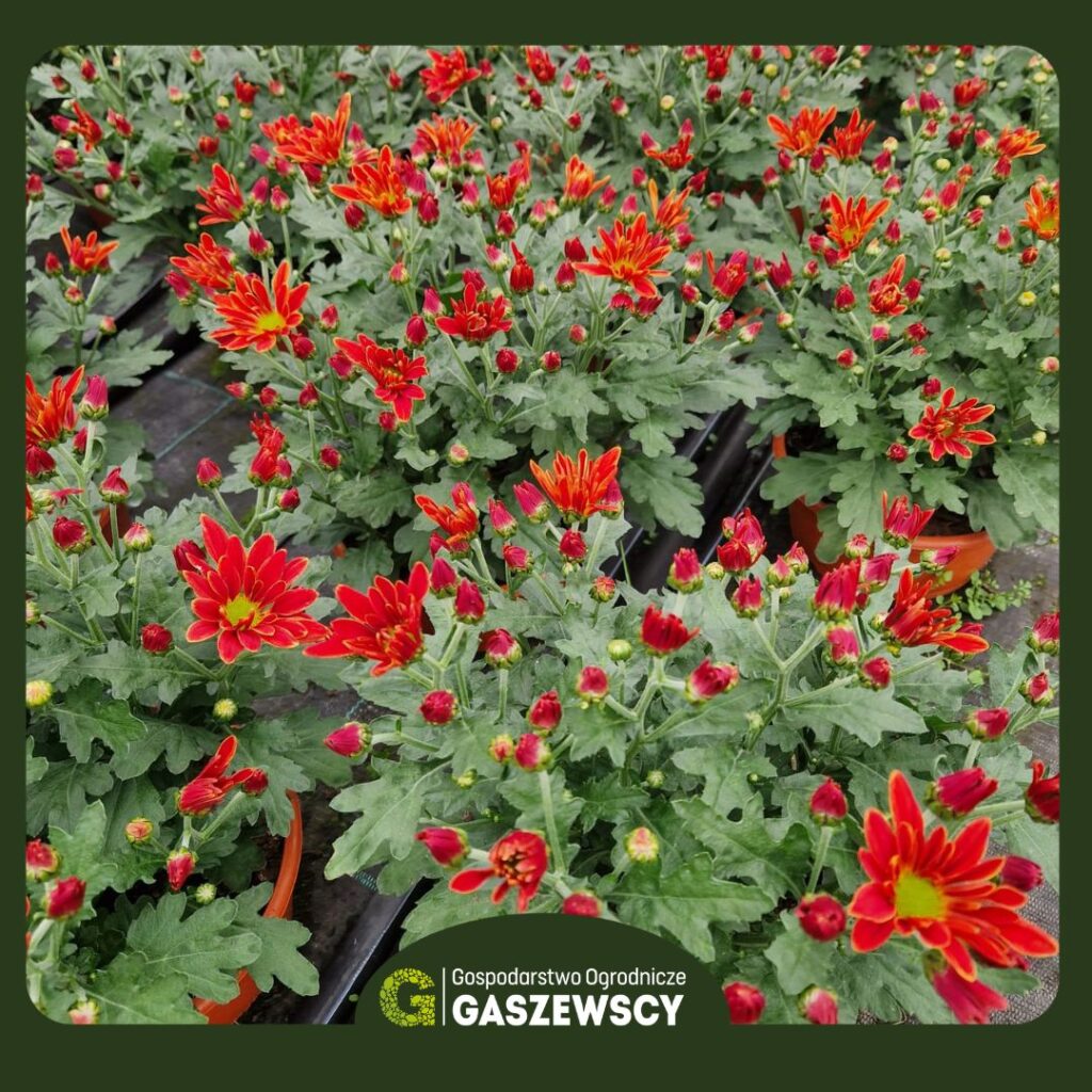 Chryzantemy Milanówek – Gospodarstwo Gaszewscy